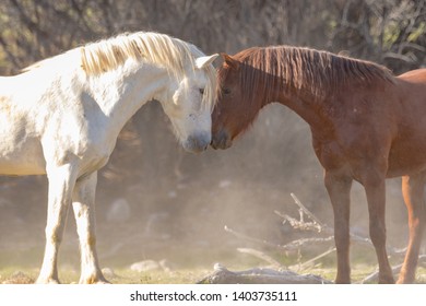 Wild Horses At Salt River, Arizona