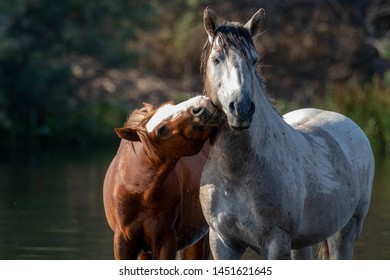 Wild Horses In The Salt River, Arizona