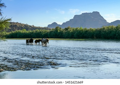 Wild Horses In The Salt River, Arizona