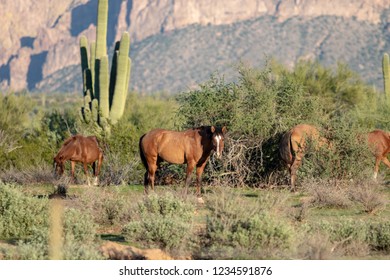 Wild Horses Of Salt River, AZ