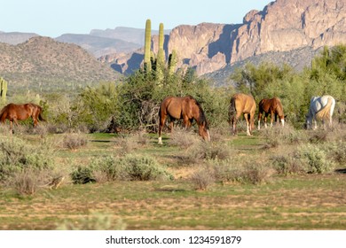 Wild Horses Of Salt River, AZ