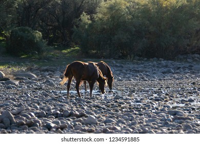 Wild Horses Of Salt River, AZ