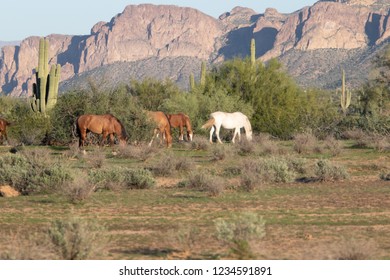 Wild Horses Of Salt River, AZ