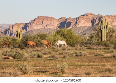 Wild Horses Of Salt River, AZ