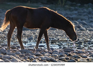 Wild Horses Of Salt River, AZ