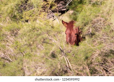 Wild Horses Of Salt River, AZ