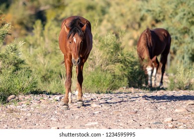 Wild Horses Of Salt River, AZ