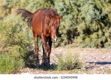 Wild Horses Of Salt River, AZ