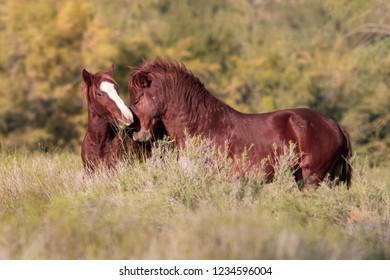 Wild Horses Of Salt River, AZ