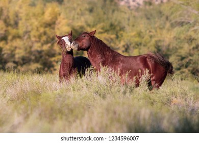 Wild Horses Of Salt River, AZ