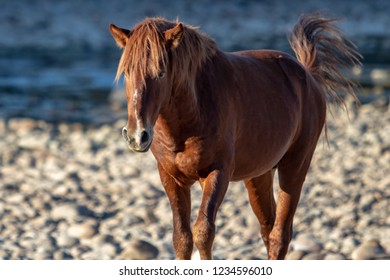 Wild Horses Of Salt River, AZ