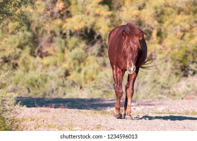 Wild Horses Of Salt River, AZ