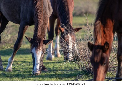 Wild Horses Of Salt River, AZ