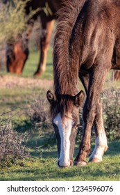 Wild Horses Of Salt River, AZ