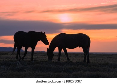 Wild Horses Silhouetted In A Utah Desert Sunset