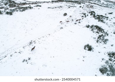 wild horses in a snowy landscape, aerial view from a drone. Nature in Winter concept background - Powered by Shutterstock