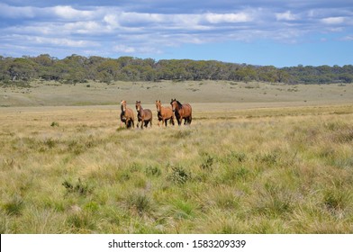 Wild Horses In The Snowy Mountains Australia