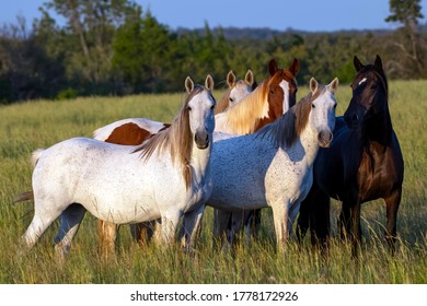 wild horses together in a dramatic move 