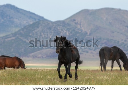 Wild Horses in the Utah Desert