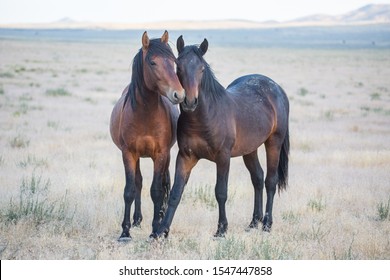 Wild Horses in the West Desert of Utah - Powered by Shutterstock