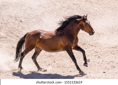 Wild Horses in the West Desert of Utah