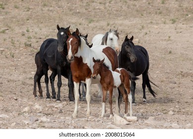 Wild Horses in the West Desert of Utah