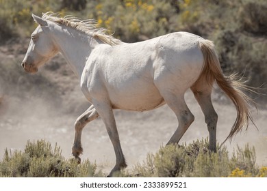 Wild horses in the Wyoming desert
