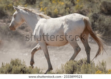 Wild horses in the Wyoming desert