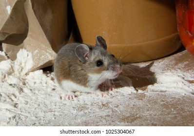 ねずみ の画像 写真素材 ベクター画像 Shutterstock ねずみ の画像 写真素材 ベクター画像 Shutterstock