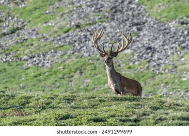Wild huge red deer stag (Cervus elaphus) with velvet antler standing in an alpine meadow on a spring day in the italian Alps, Horizontal, June. - Powered by Shutterstock