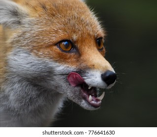 https://image.shutterstock.com/image-photo/wild-hungry-fox-260nw-776641630.jpg