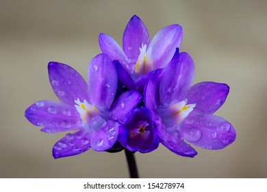 Wild Hyacinth (Dichelostemma Capitatum), Santa Susana Mountains, California.