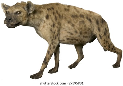 Wild Hyena Isolated On White