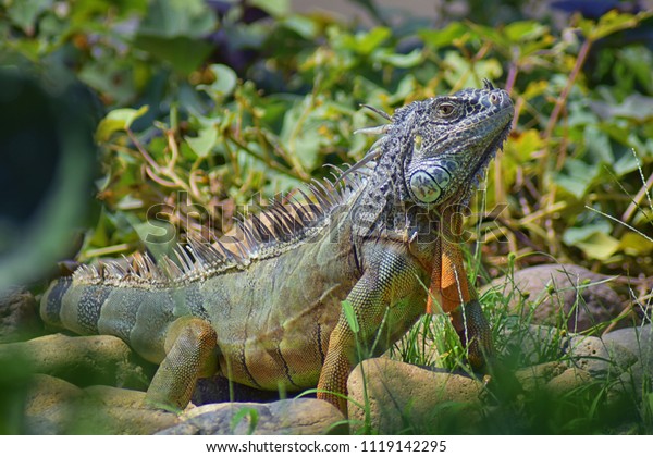 Wild Iguana Eating Plant Leaves Out Stock Photo Edit Now 1119142295