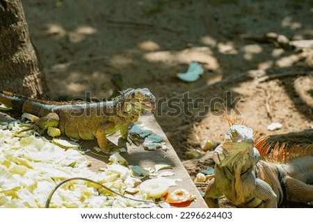wild iguana lizard in nature. photo of iguana lizard reptile. iguana lizard outdoor. iguana lizard