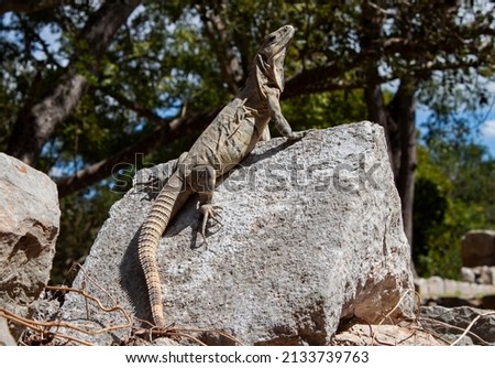 Wild Iguana sunbathing on the stones of the ancient Mayan city ruins, in the tropical garden of the historical Archeological site in Uxmal, Yucatán Peninsula, Mexico.