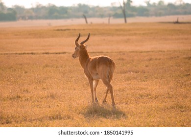 Wild Impala - Kafue National Park