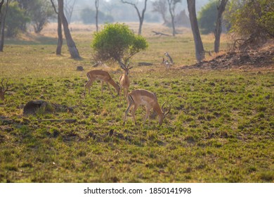 Wild Impala - Kafue National Park