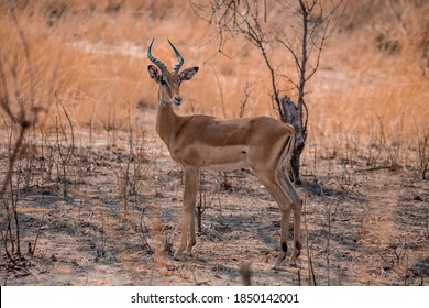 Wild Impala - Kafue National Park