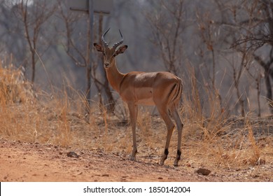 Wild Impala - Kafue National Park