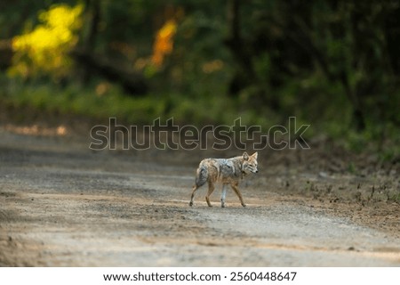 Wild indian golden jackal or Canis aureus jim corbett national park forest tiger reserve uttarakhand india jackal head turn walking on safari road forest track in cold winter morning at dhikala zone