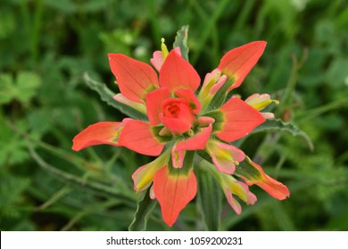 Wild Indian Paintbrush