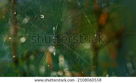 Similar – Image, Stock Photo Sunlight on the forest path