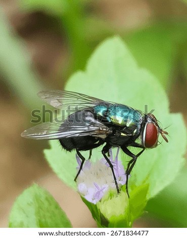 wild insects, animals that help pollinate in their habitat among trees and leaves