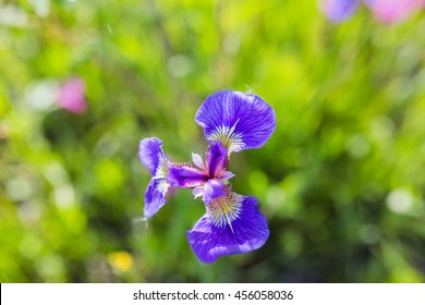 Wild Iris.  Anchorage, Alaska