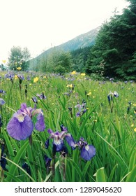 Wild Iris Field In Dyea Alaska