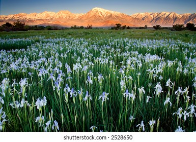 Wild Iris Field Near Bishop, CA