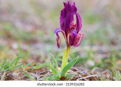 Wild iris ((Iris pumila) close up in  spring. Beautiful flowers , selective focus 