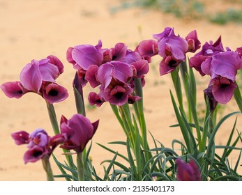 Wild irises bloom in the desert. Blurred background.