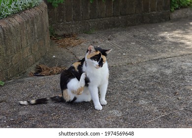 Wild Irish Cat, Coat Color White, Black And Red.